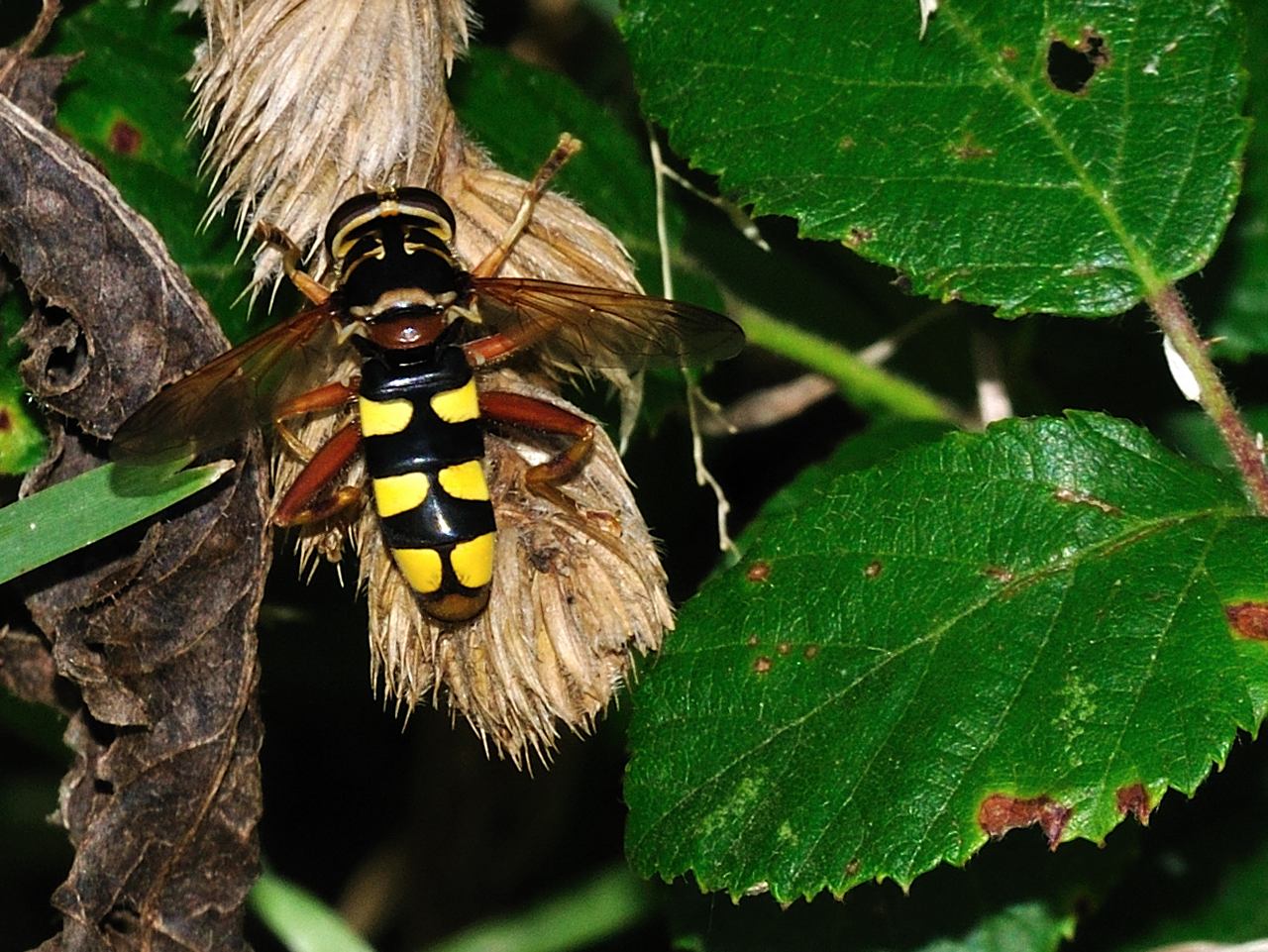 Milesia semiluctifera